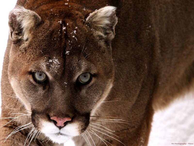 Cougar in Snow — Brown, Intense