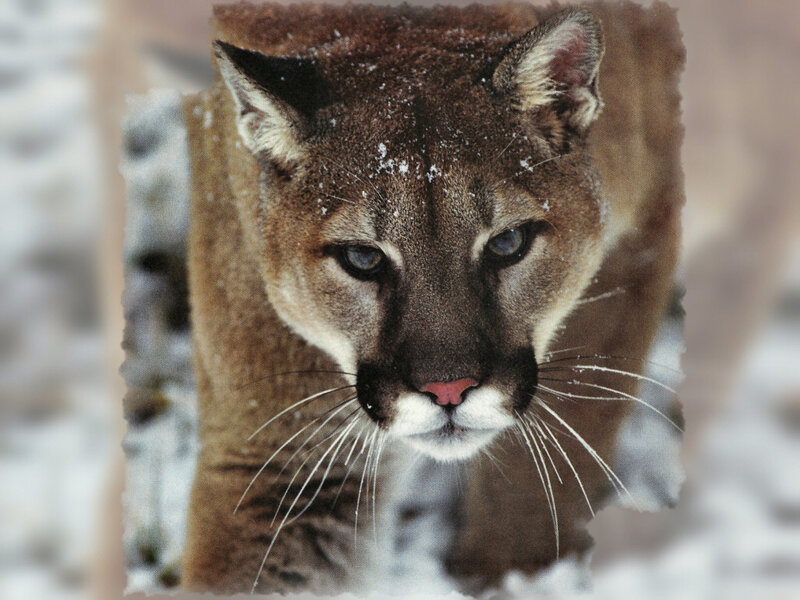 Cougar in Snow — Brown, Intense, Winter
