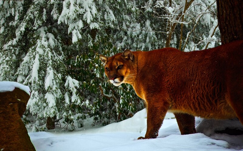Cougar in Snow — Brown, Natural