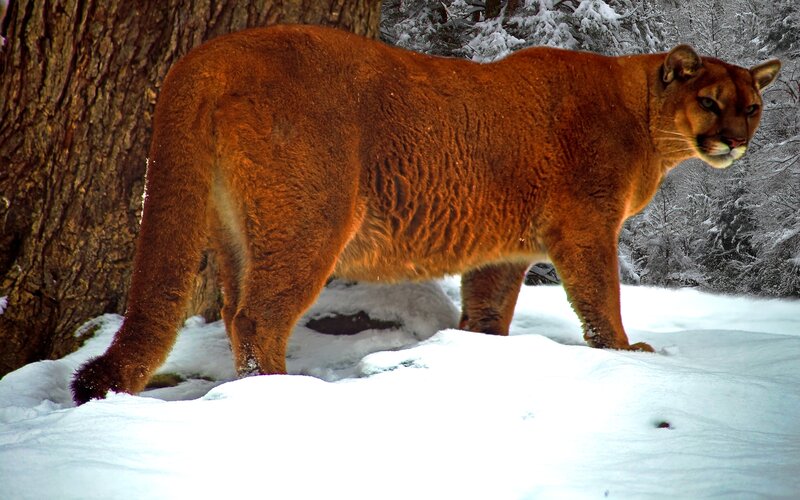 Cougar in Snow — Brown, Natural, Winter