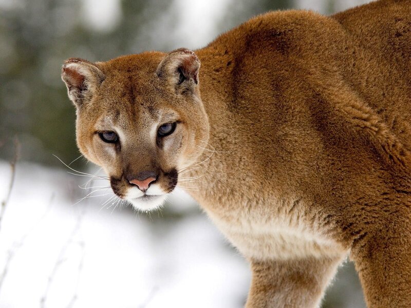 Cougar in Snow — Brown, Photograph