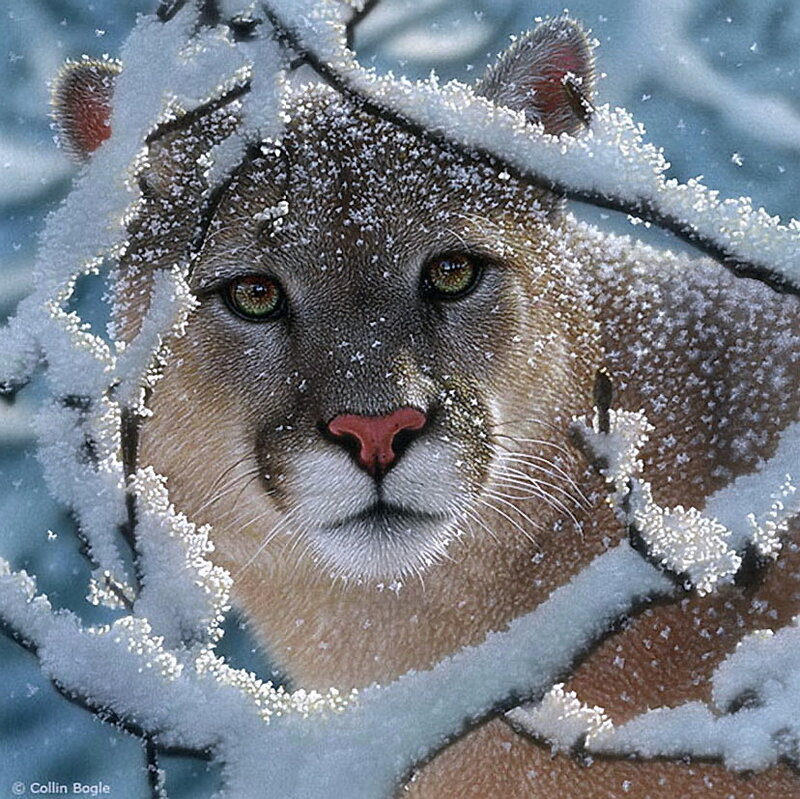 Cougar in Snow — Brown