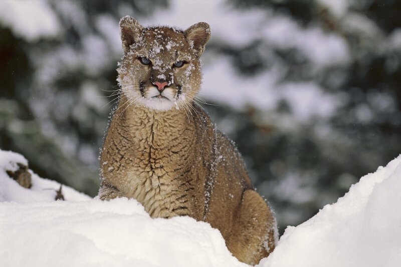 Cougar in Snow — Calm