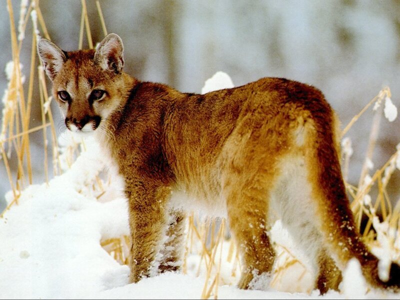 Cougar in Snow — Grass
