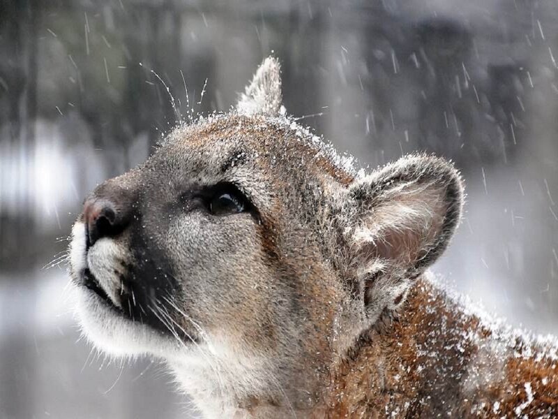 Cougar in Snow — Gray, Cold