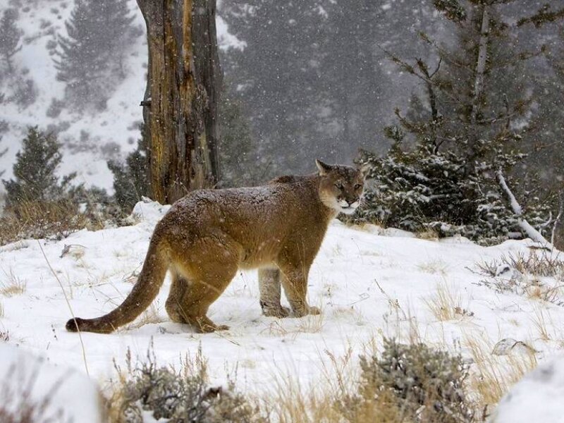 Cougar in Snow