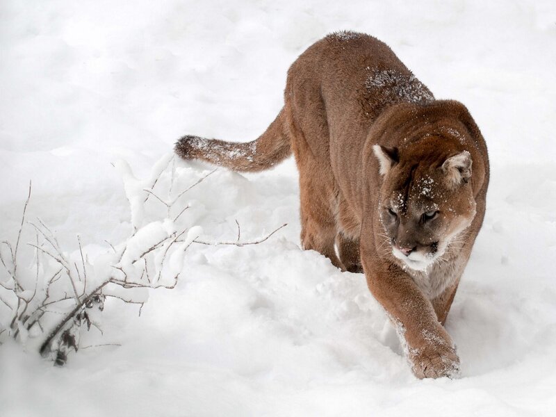 Cougar in Snow — White, Alert