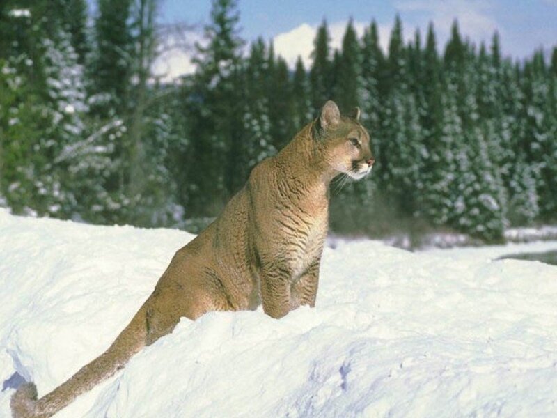Cougar in Snow — White, Calm
