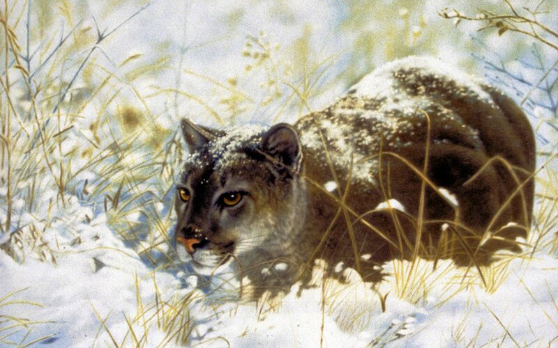 Cougar in Snow — White