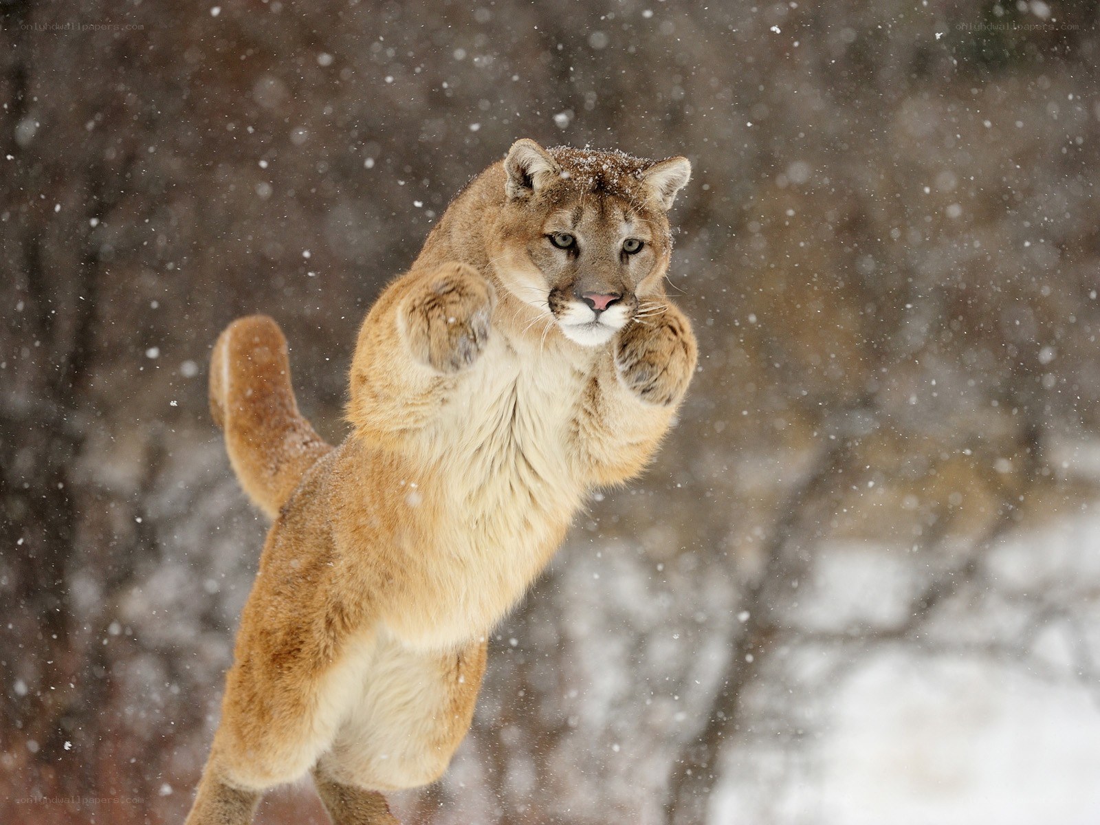 Cougar in snowstorm