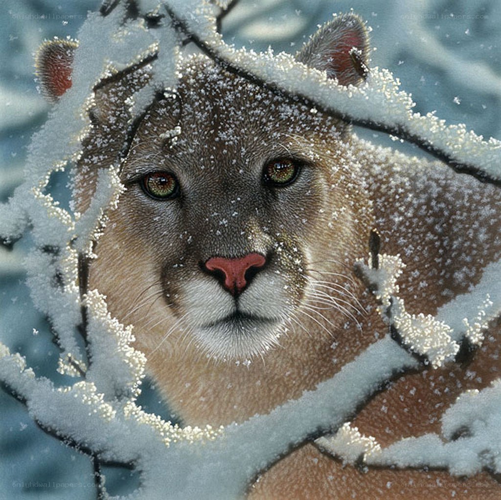 Cougar in snowy branches