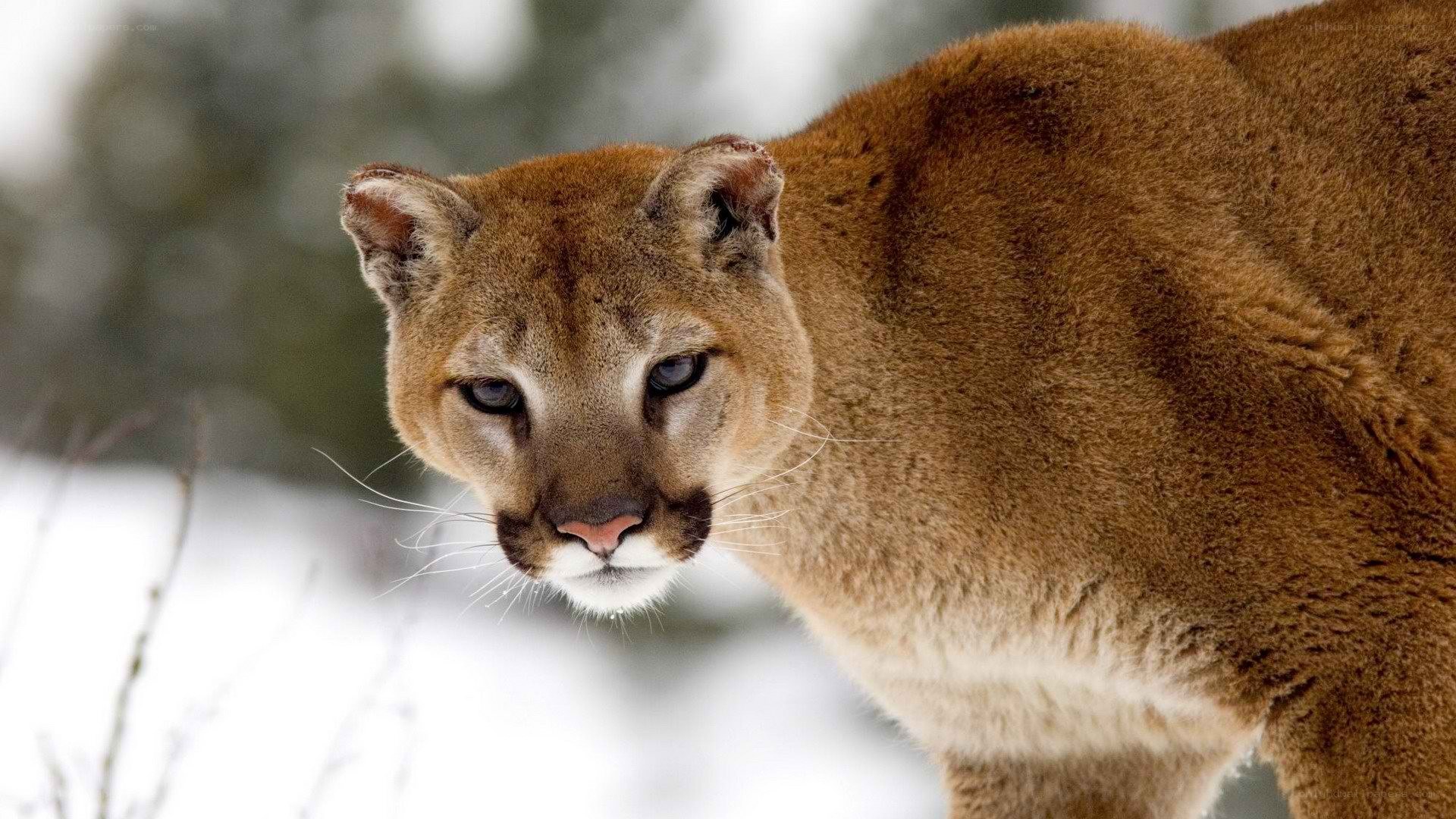 Cougar in snowy forest