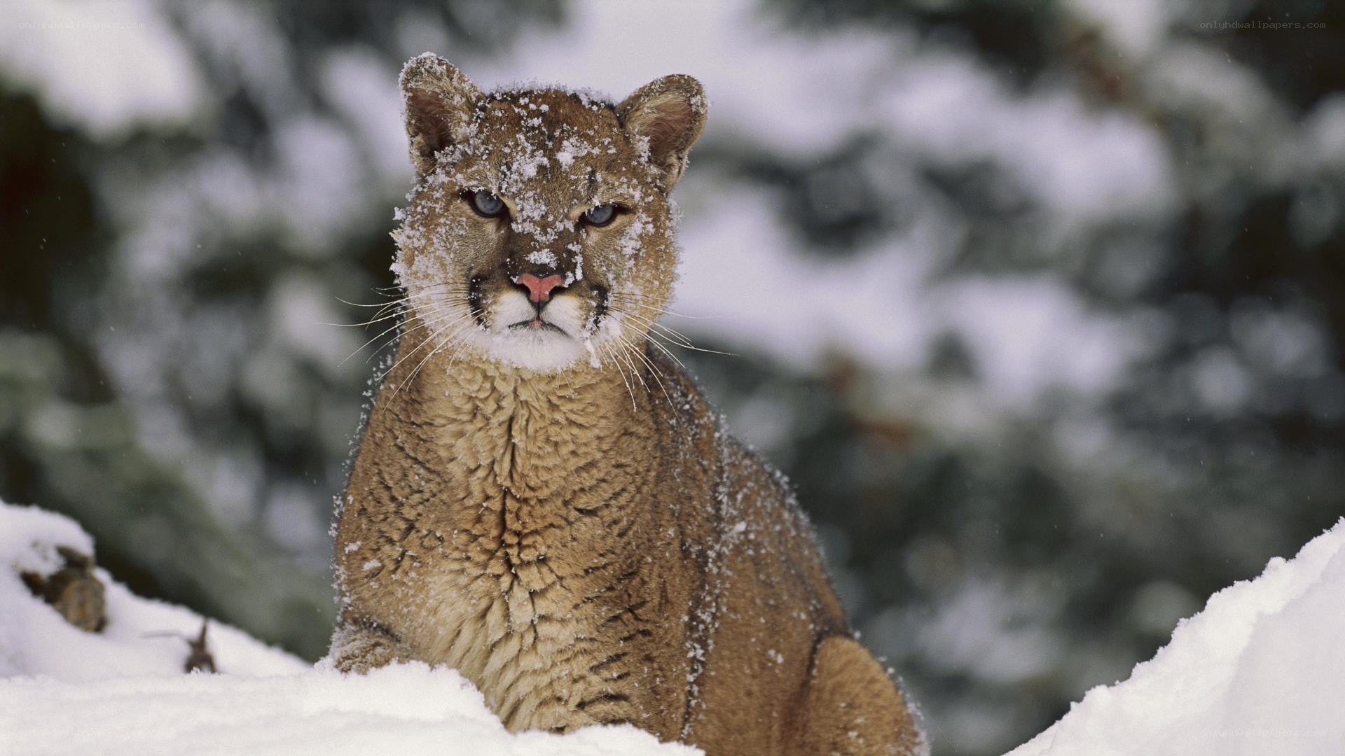 Cougar in snowy forest