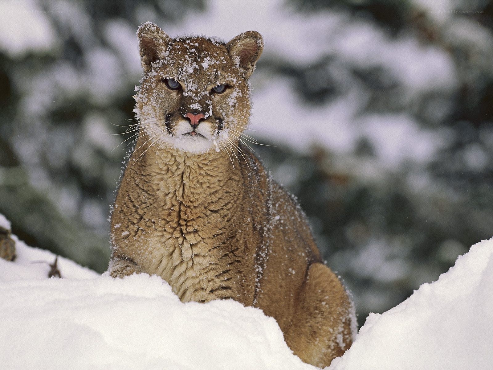 Cougar in snowy forest