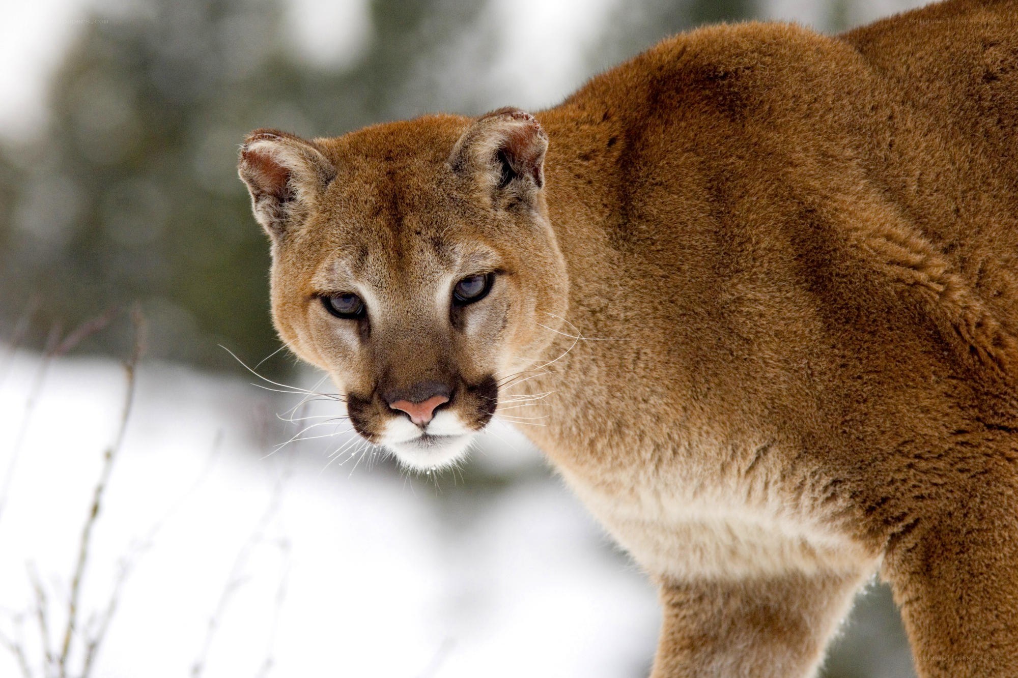Cougar in snowy forest