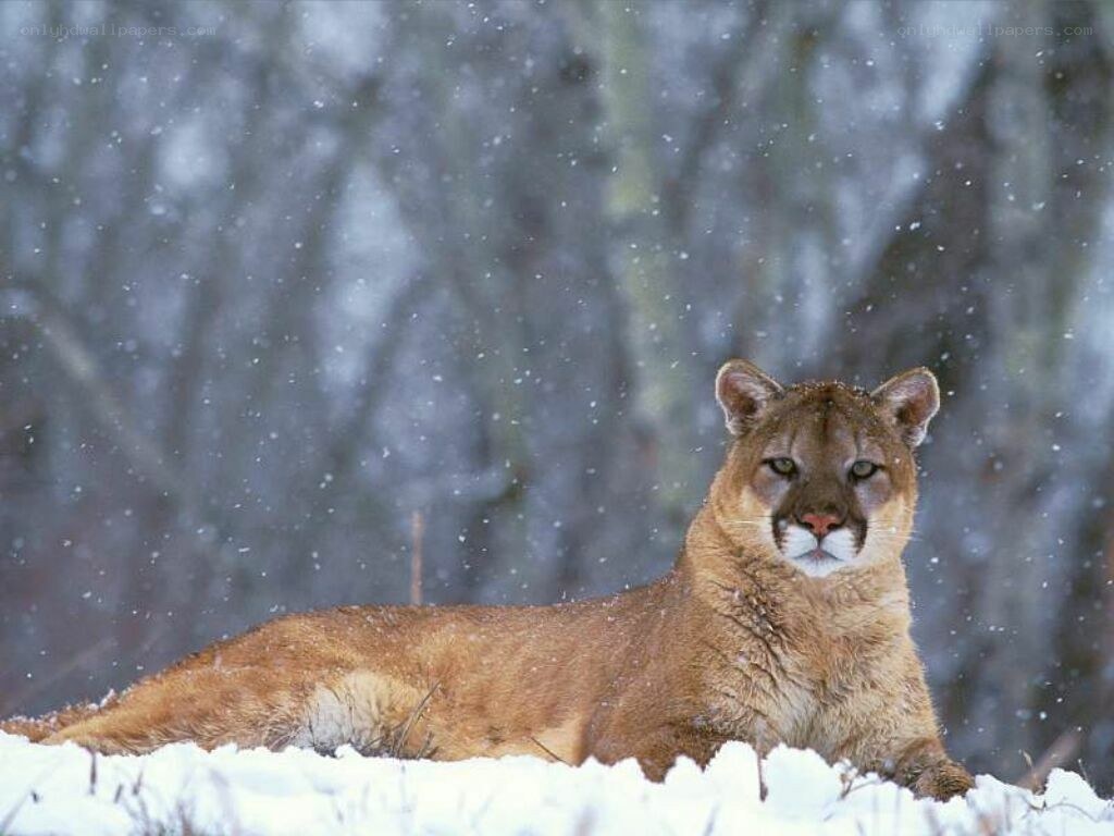 Cougar in snowy forest