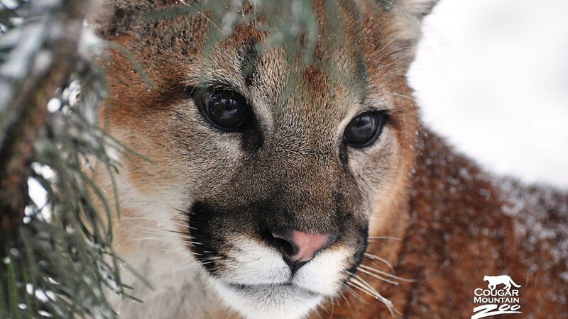 Cougar in snowy forest