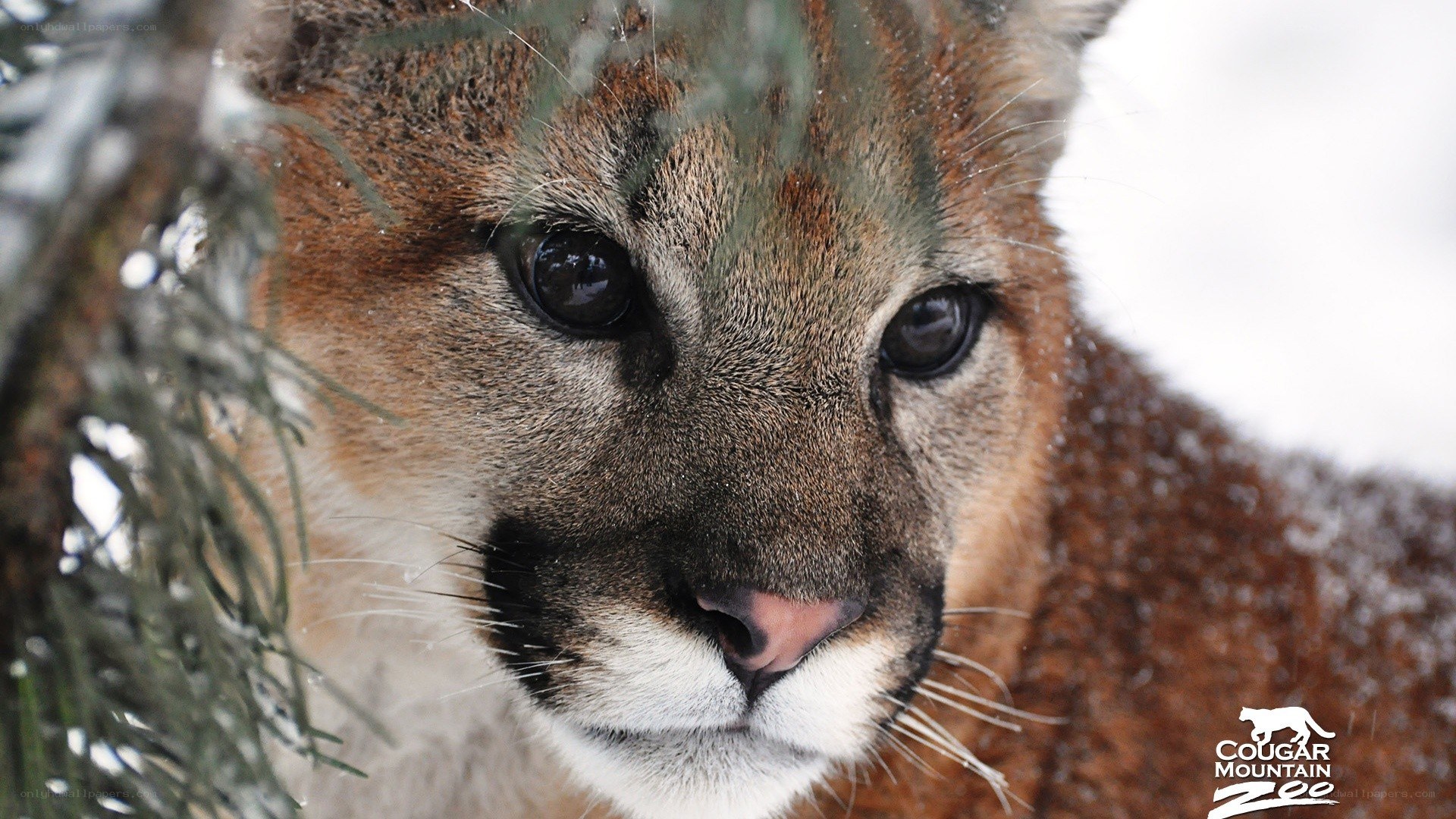 Cougar in snowy forest