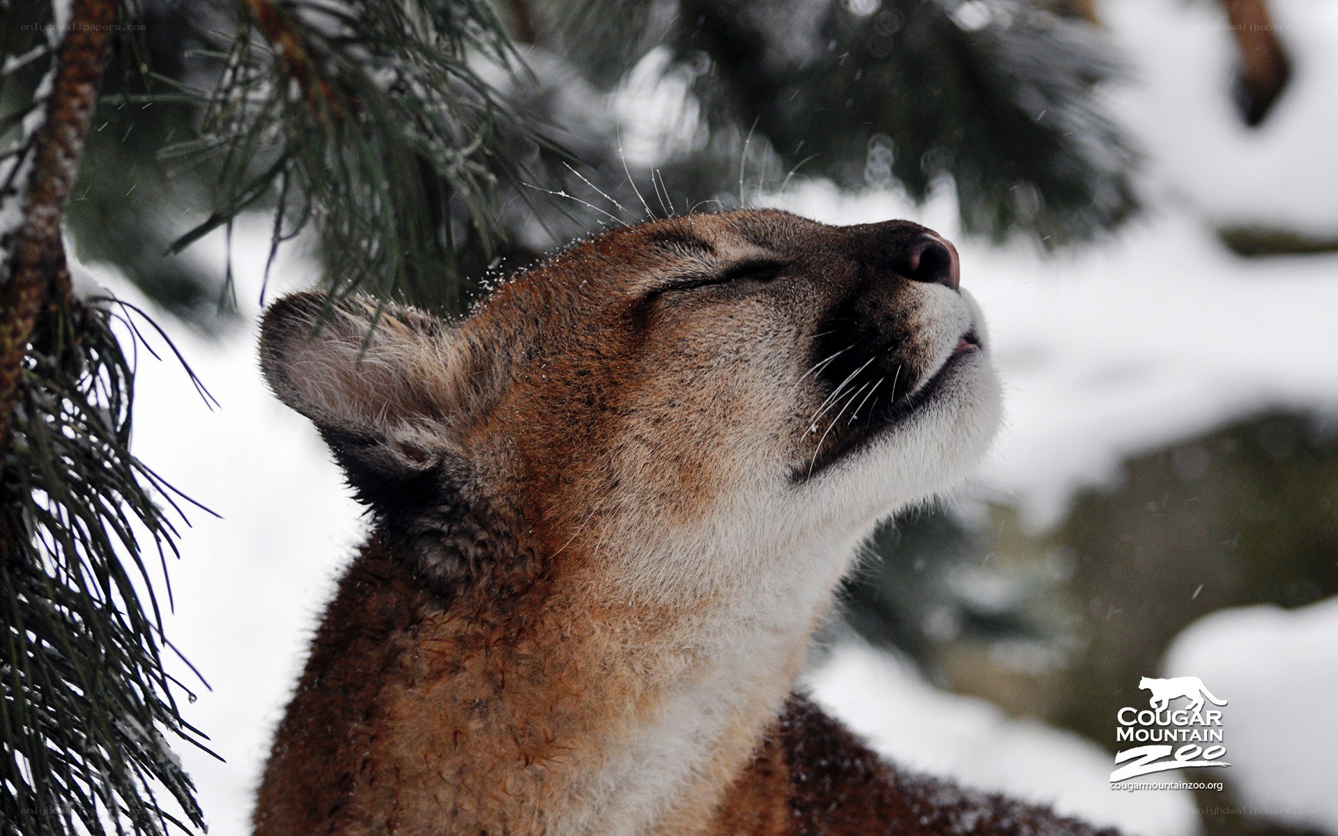 Cougar in snowy forest