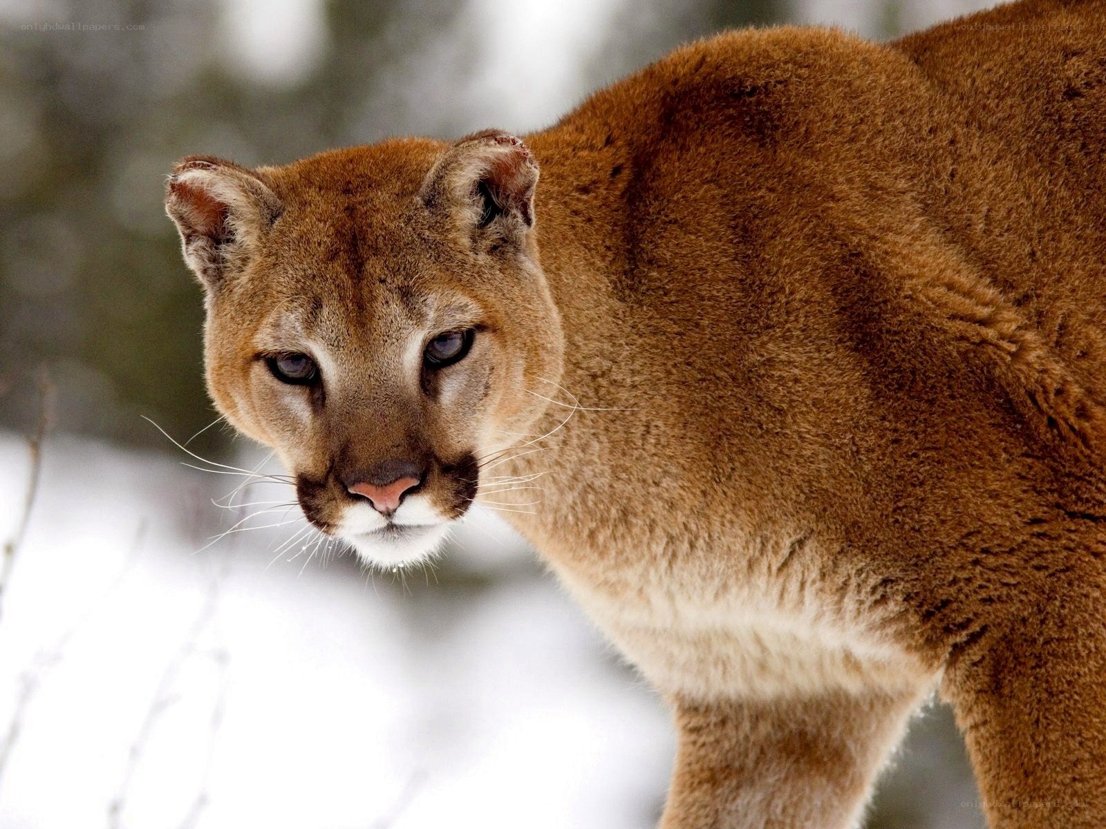 Cougar in snowy forest