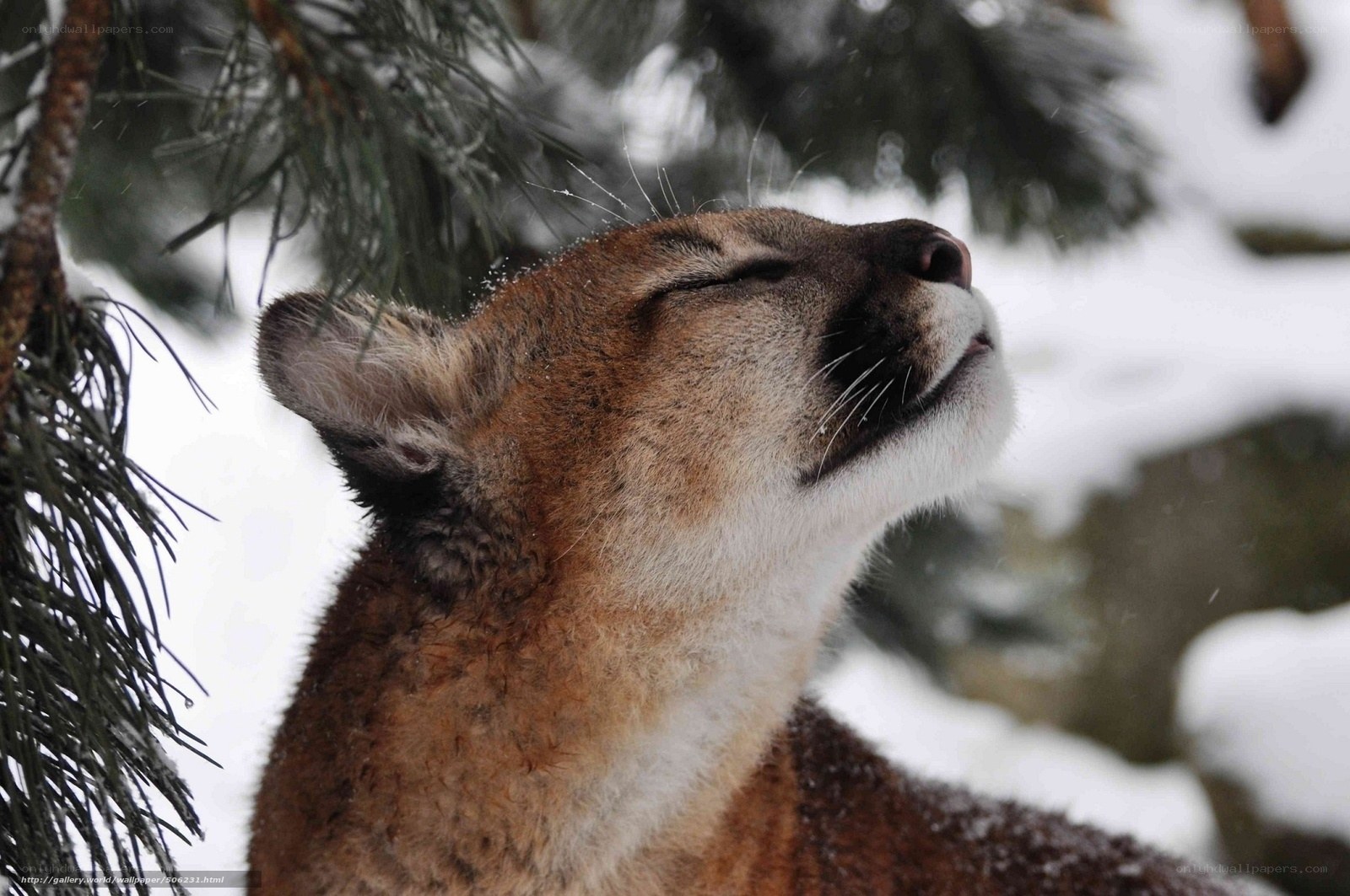 Cougar in snowy forest