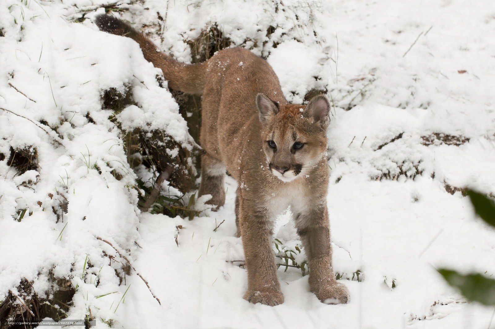 Cougar in snowy forest