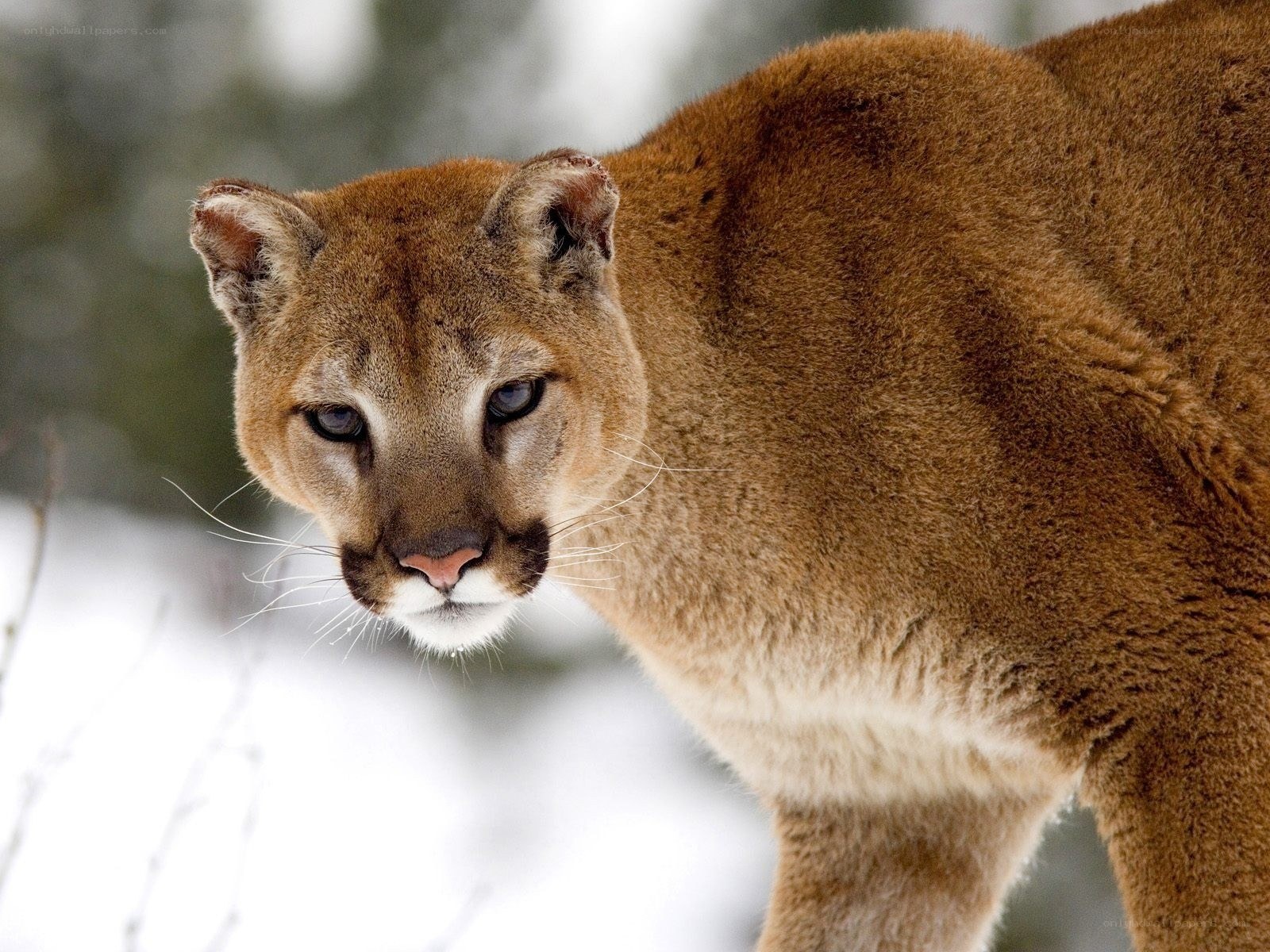 Cougar in snowy forest