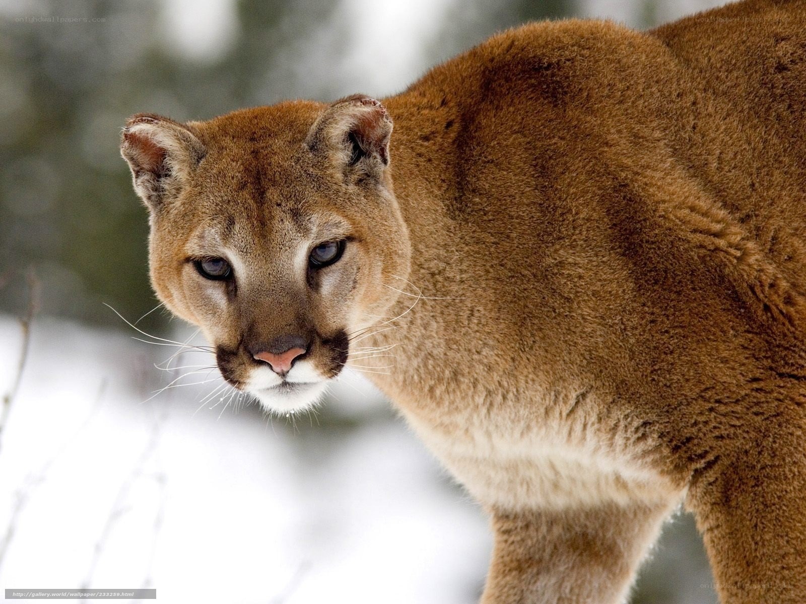 cougar in snowy forest