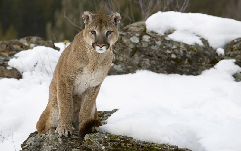 Cougar in snowy landscape