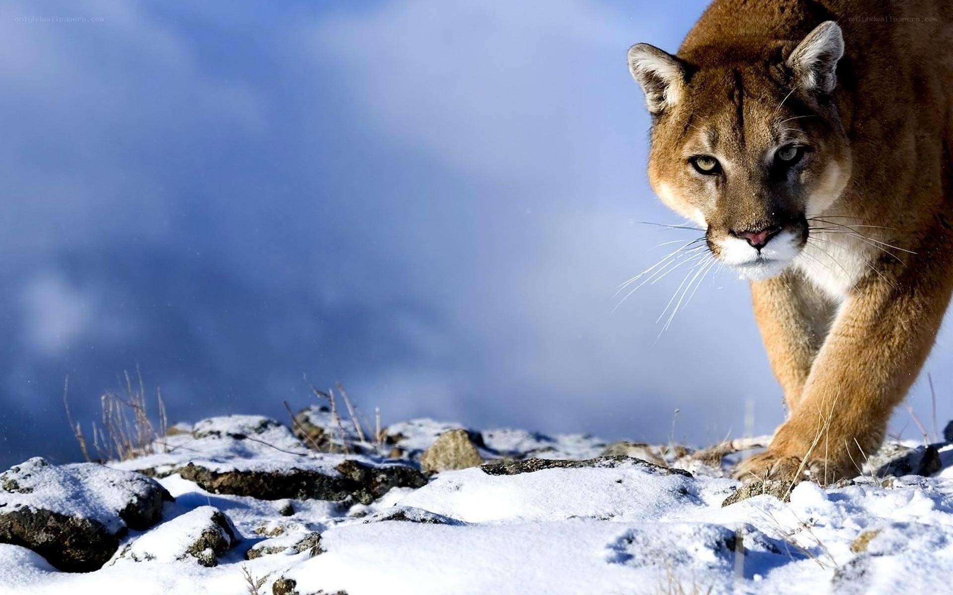 Cougar in snowy landscape