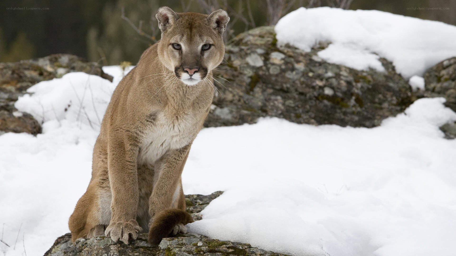 Cougar in snowy landscape