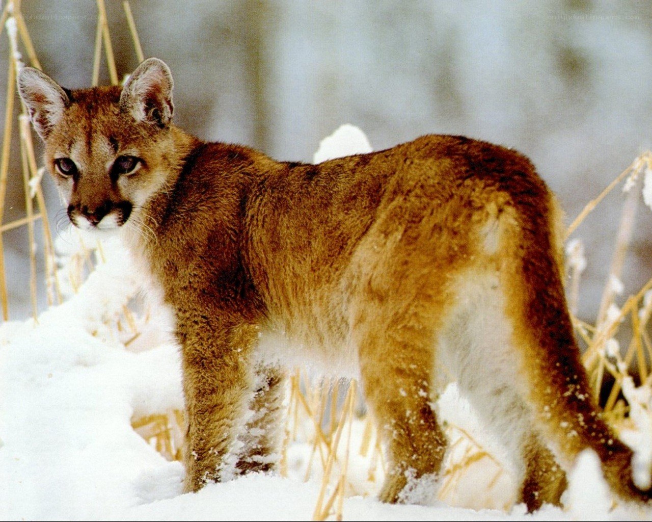 Cougar in snowy landscape