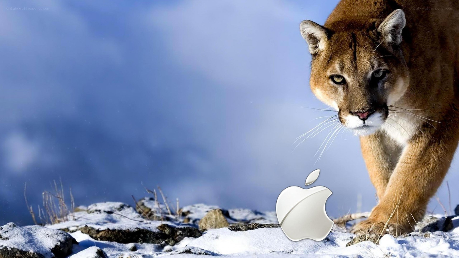 Cougar in snowy landscape
