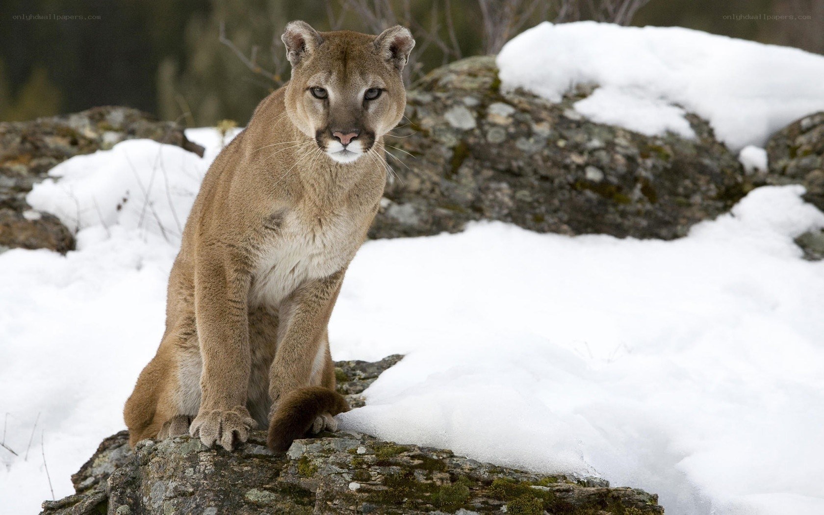 Cougar in snowy landscape