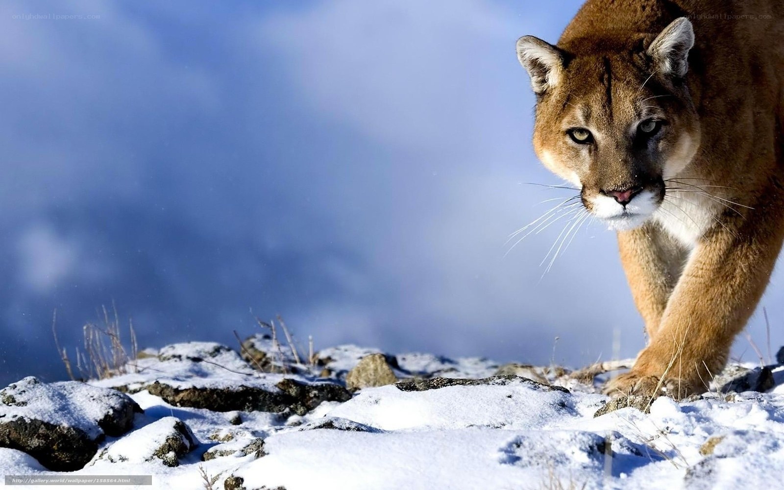 Cougar in snowy landscape