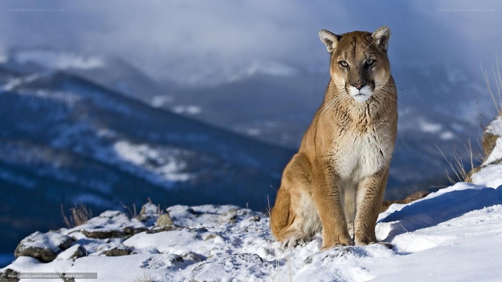 Cougar in snowy mountains