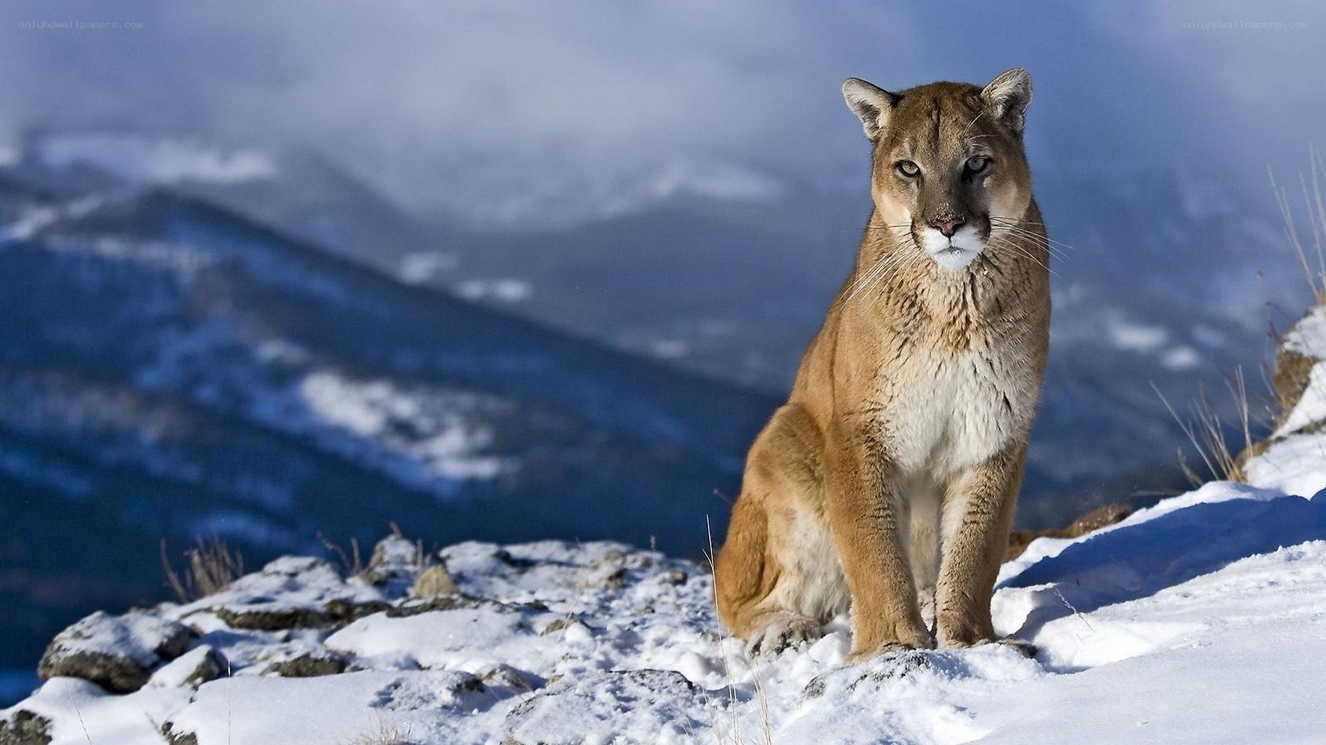 Cougar in snowy mountains