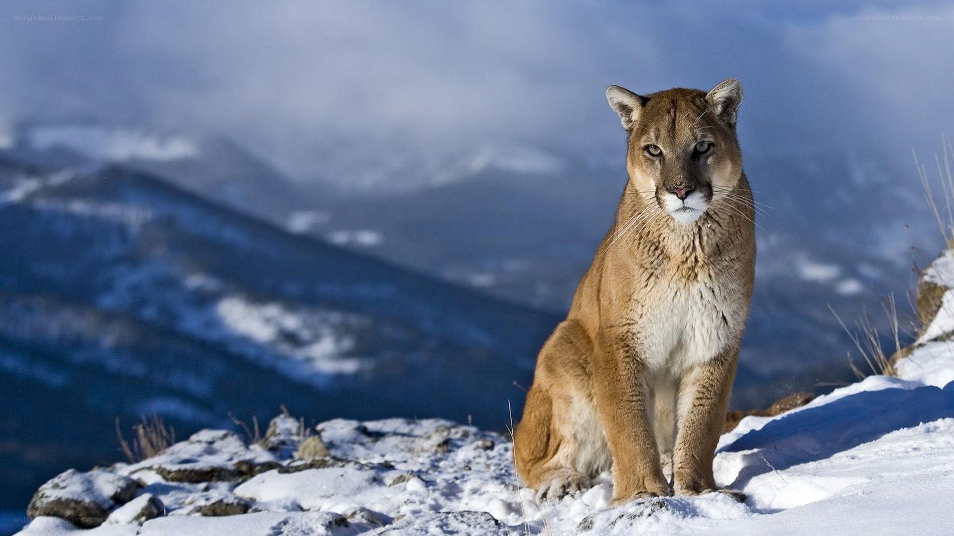 Cougar in snowy mountains