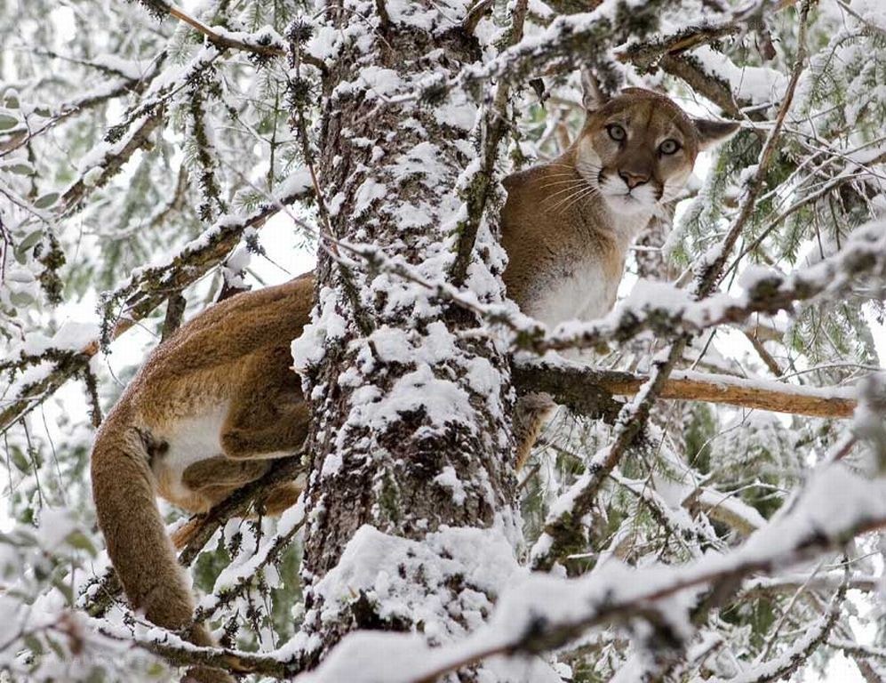 Cougar in snowy tree