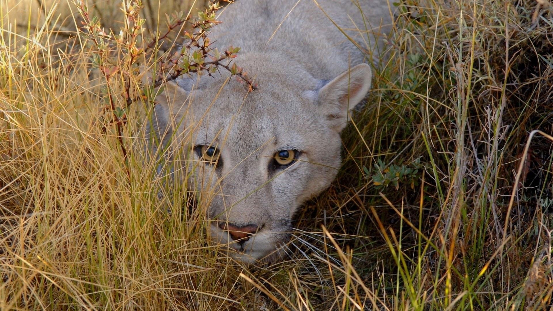 Cougar in tall grass