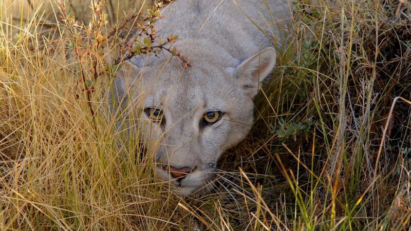 Cougar in Tall Grass — Brown, Alert, Afternoon, Photograph, Bushes