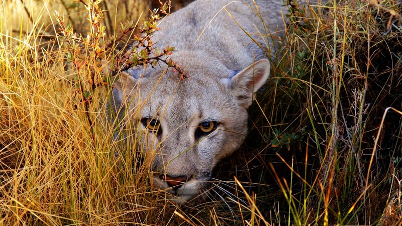 Cougar in Tall Grass — Brown, Alert, Afternoon
