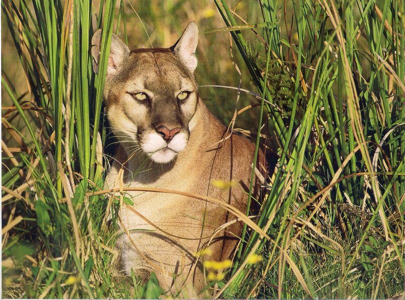 Cougar in Tall Grass — Brown, Alert