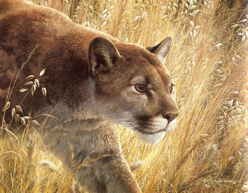 Cougar in Tall Grass — Brown, Calm