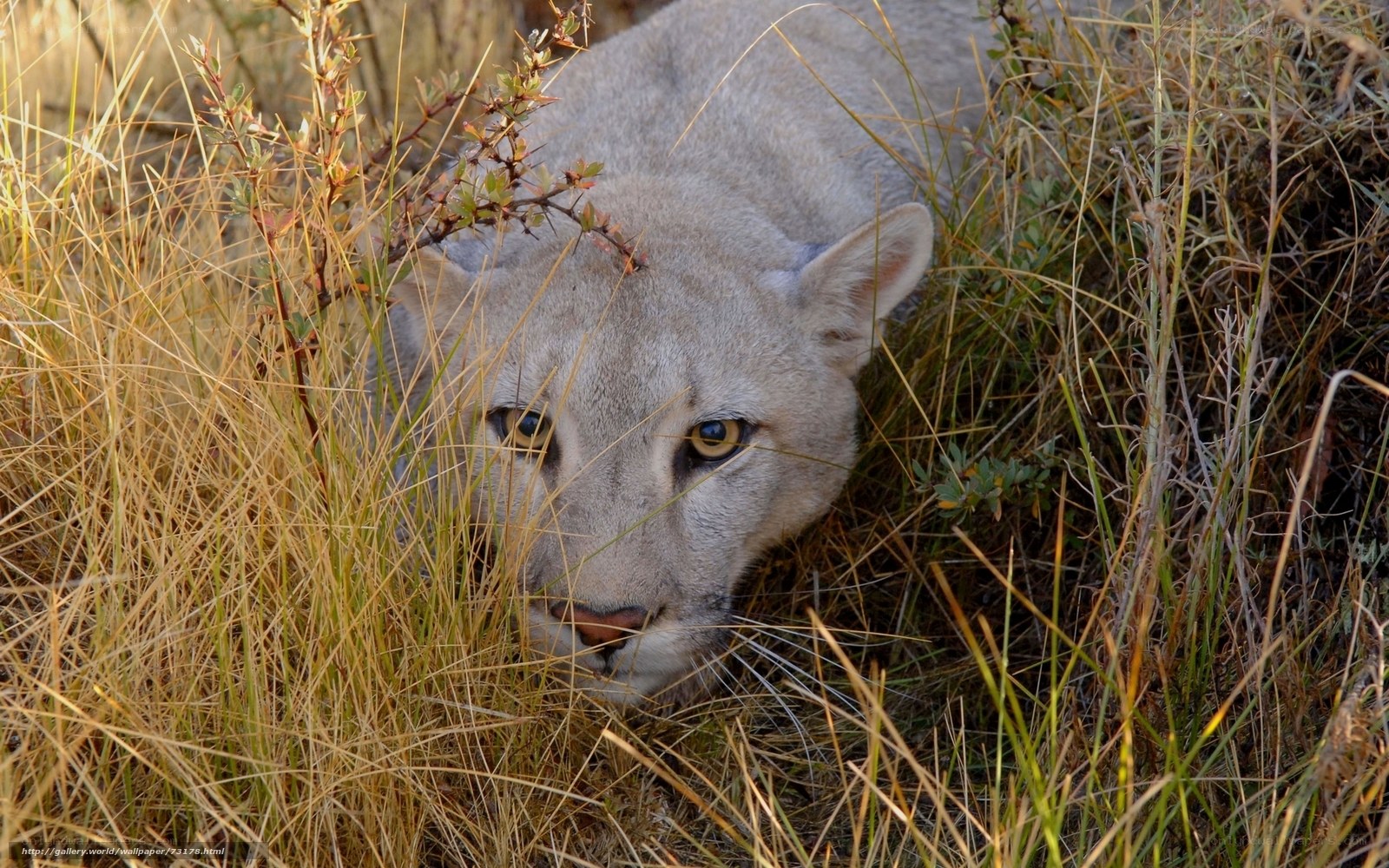 Cougar in tall grass