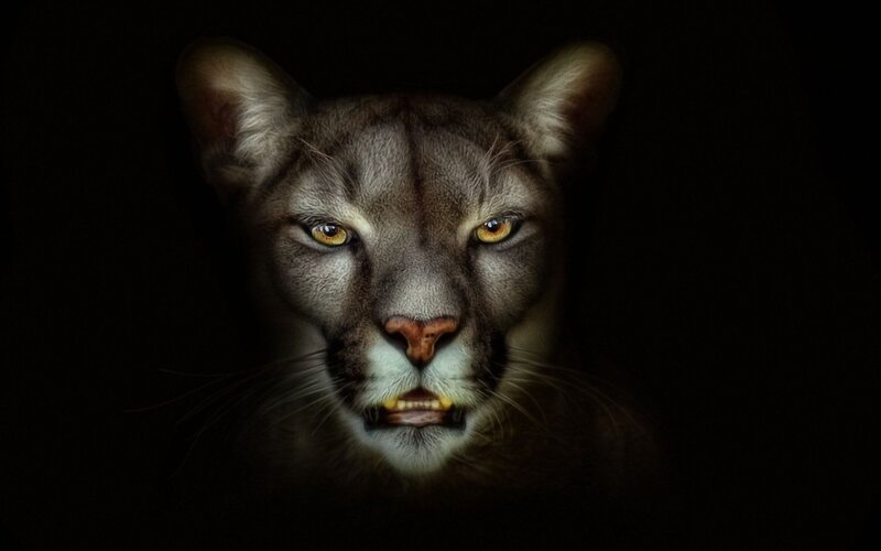 cougar in the dark