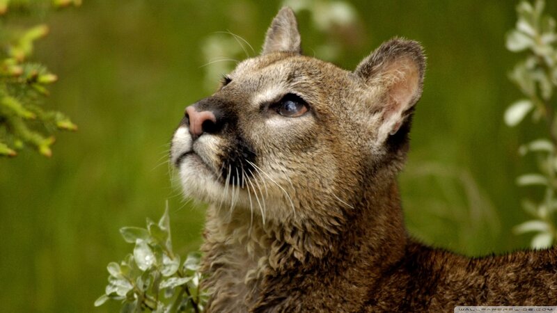 Cougar in the forest