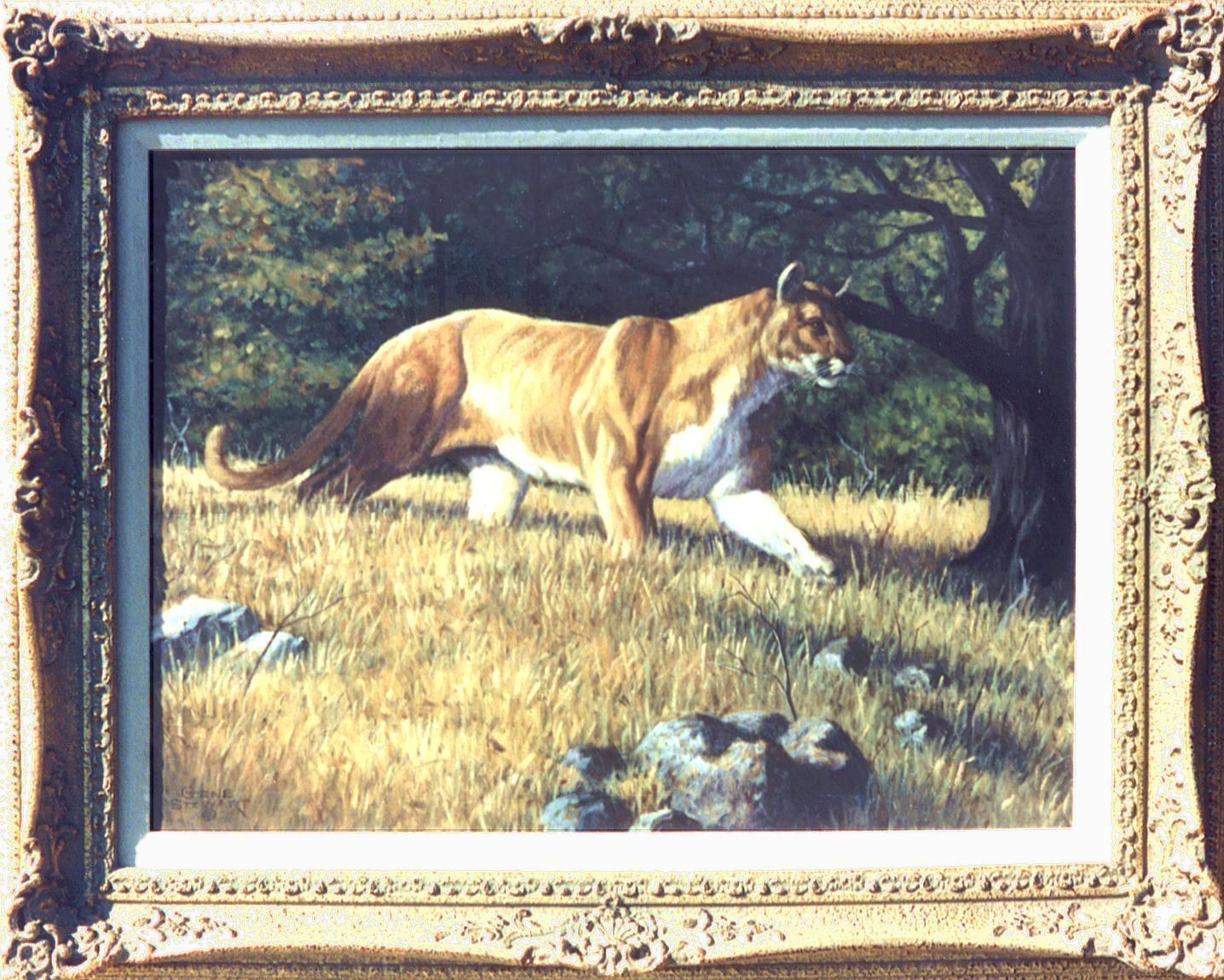 Cougar in the Forest