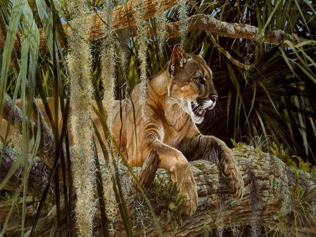 Cougar in the forest