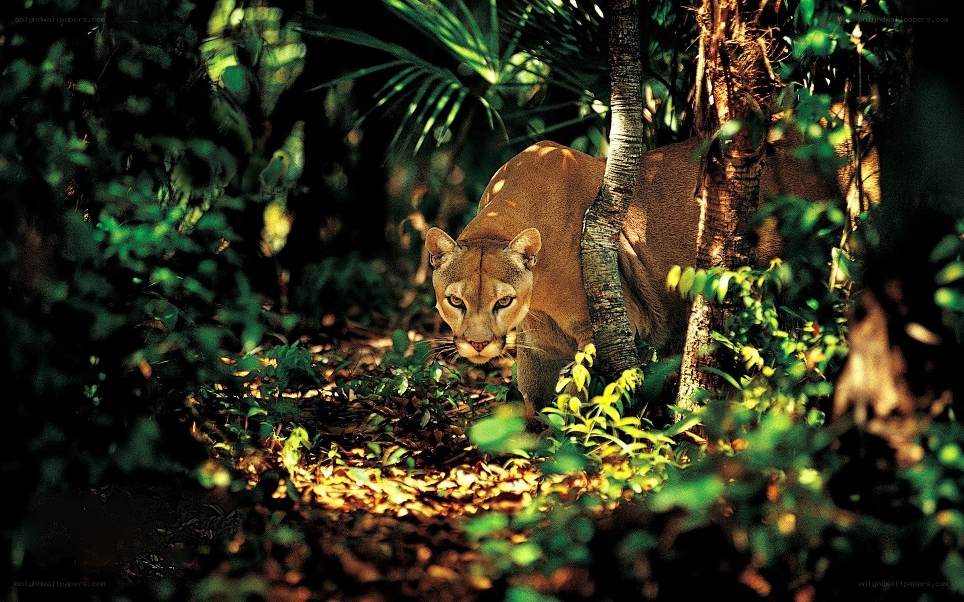 Cougar in the forest